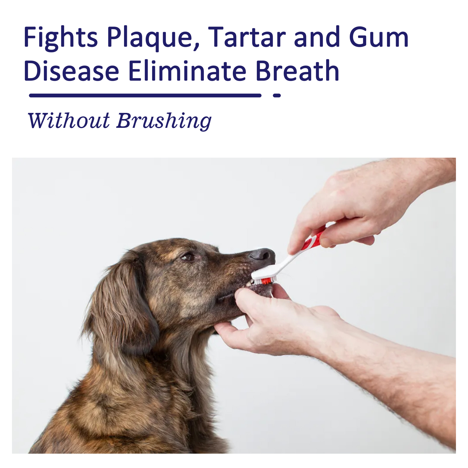 Pet Toothpaste Reduce Tartar R - đánh giá và giá Teeth Whitening Toothpaste